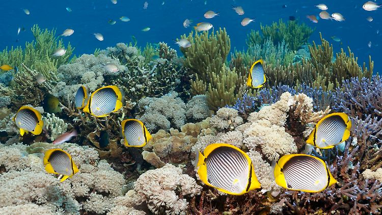 Die hohen Meerestemperaturen machen auch dem Great Barrier Reef zu schaffen. 