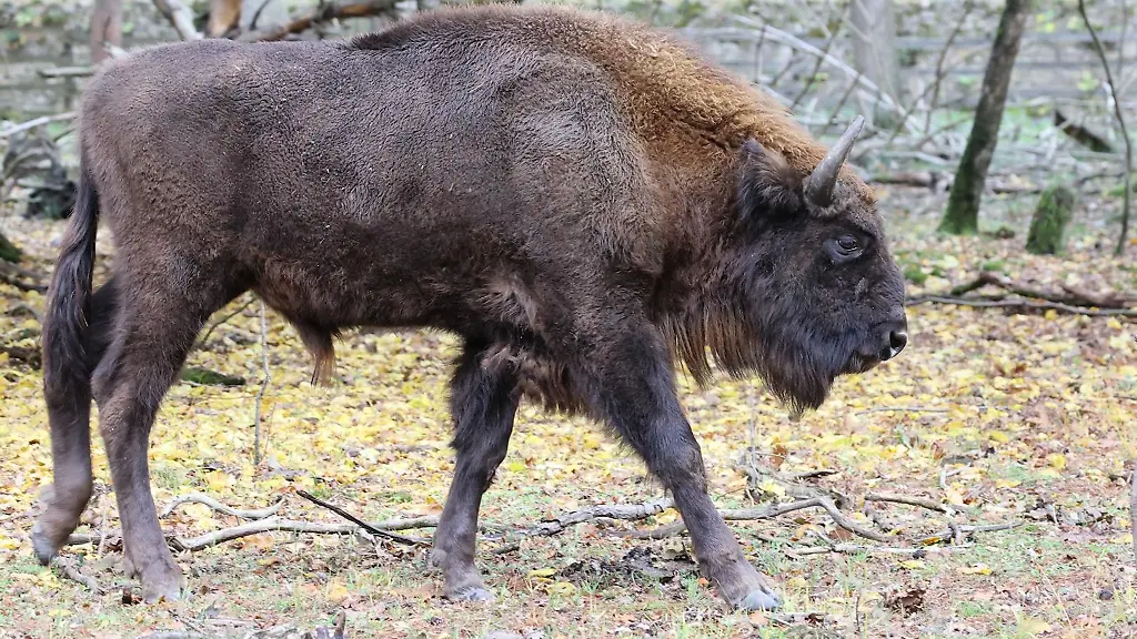 Wisent-Fadi-im-Hanauer-Wildpark-Alte-Fasanerie