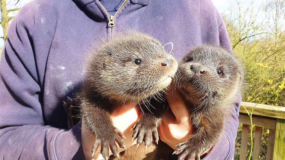 Hazel und Harvey