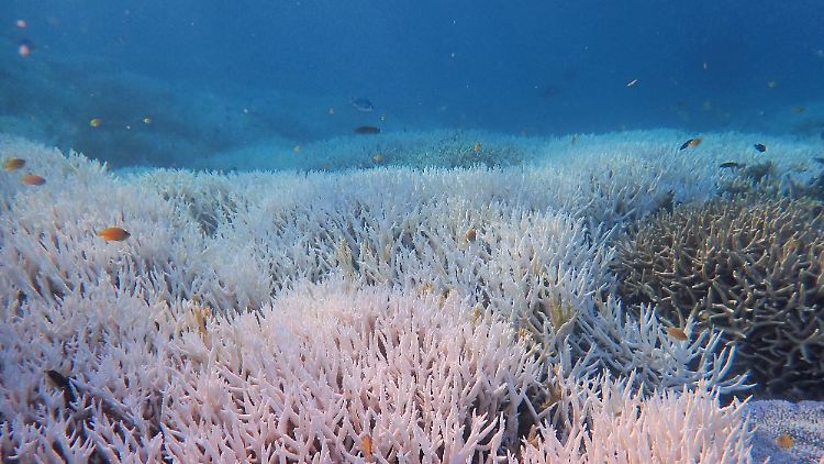 Teile des Great Barrier Reefs sehen aus wie ein unterseeischer Geisterwald.