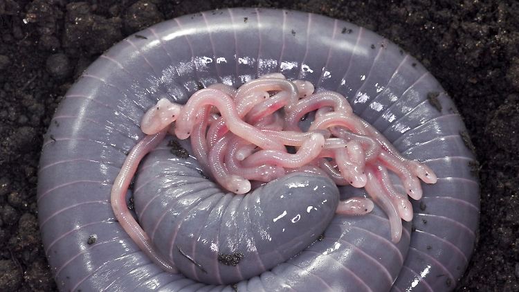 Eine Siphonops-annulatus-Mutter mit frisch geschlüpften Nachkommen. 