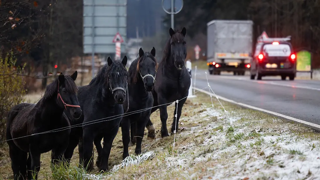 Pferde-stehen-auf-einer-leicht-beschneiten-Koppel-neben-einer-Strasse-am-Hoehenwanderweg-Rennsteig