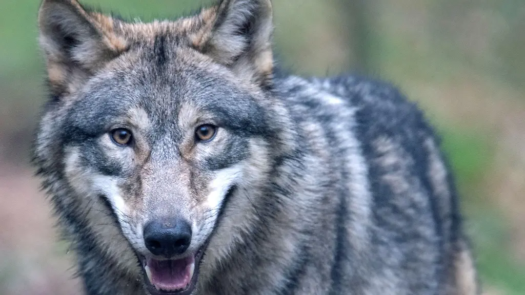 Ein-Wolf-laeuft-durch-ein-Freigehege-im-Wildpark-Alte-Fasanerie