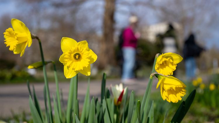 In den nächsten Tagen gibt es auch Frühling, aber in der nassen, graueren Version.