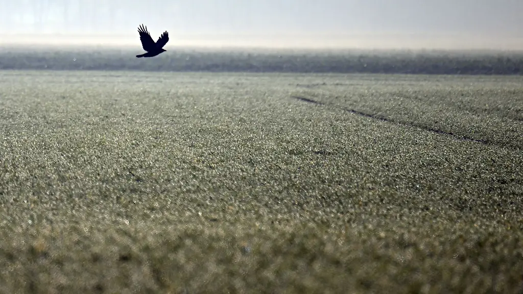 Ein-Vogel-fliegt-ueber-ein-feuchtes-Feld-in-Nordrhein-Westfalen