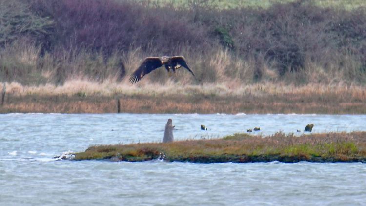 Das Spucken der Robbe könnte eine Strategie sein, um Seeadler im Wettbewerb um Beutefische auszustechen. 