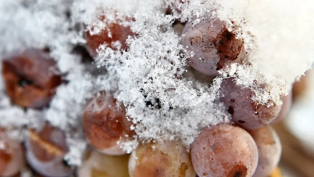 Schneebedeckte-Trauben-haengen-in-einem-Weinberg