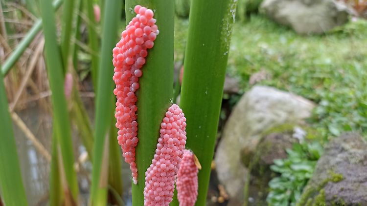 Findet man die charakteristischen rosa bis pinkfarbenen Eier im eigenen Garten, ist schnelles Handeln gefragt.