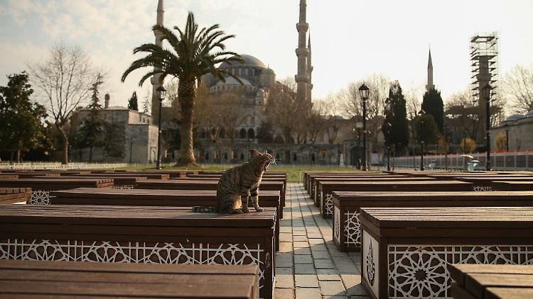 Tausende Menschen in Istanbul trauern um die getötete, stadtbekannte Katze "Eros".