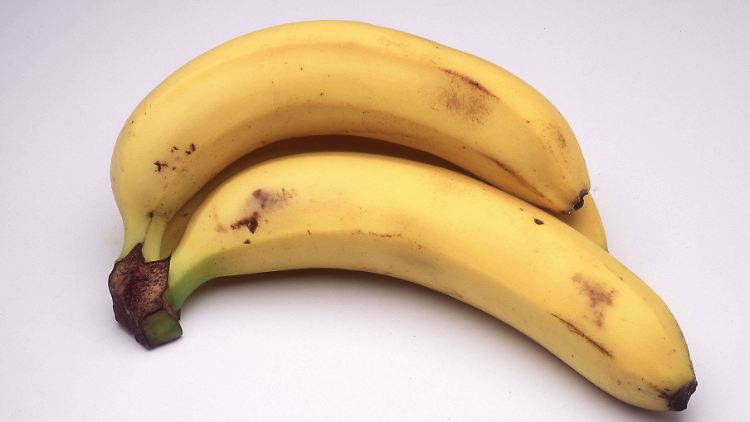 99 Prozent der Bananen, die in Deutschland zu kaufen sind, gehören zur Sorte Cavendish.