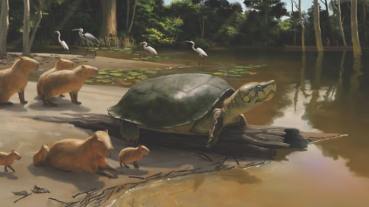 Eine computergenerierte Visualisierung der neu entdeckten Riesenschildkröte Peltocephalus maturin. 