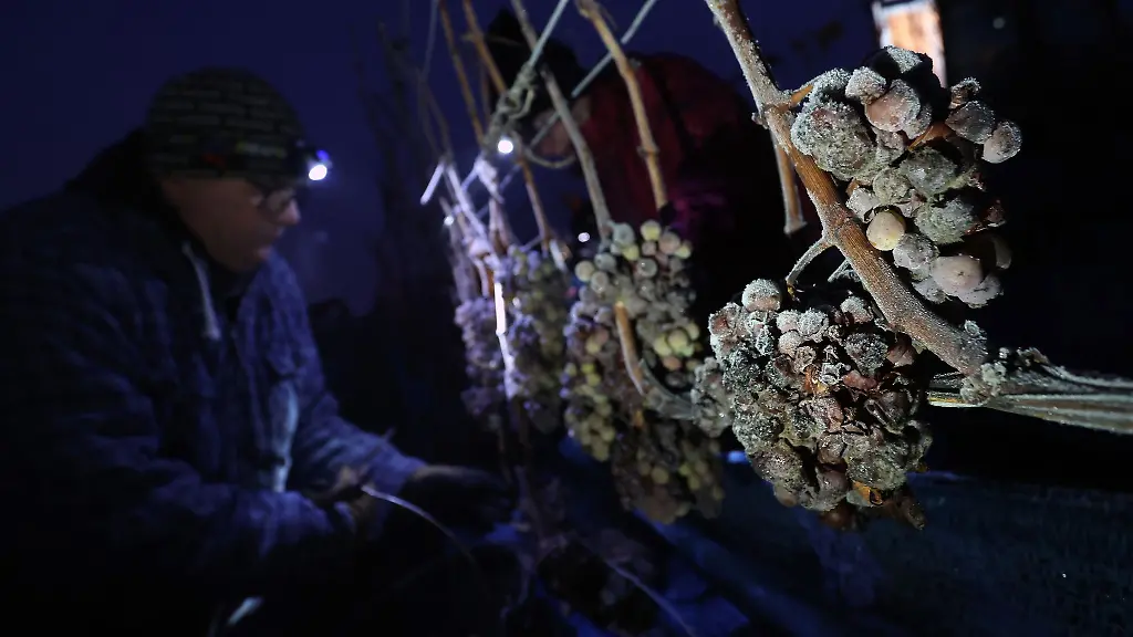 Ein-Erntehelfer-erntet-am-fruehen-Morgen-gefrorene-Weintrauben-der-Rebsorte-Silvaner