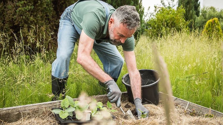 Wer sich bei der Gartenarbeit nicht so oft bücken will, kann auch auf Hochbeete umstellen.
