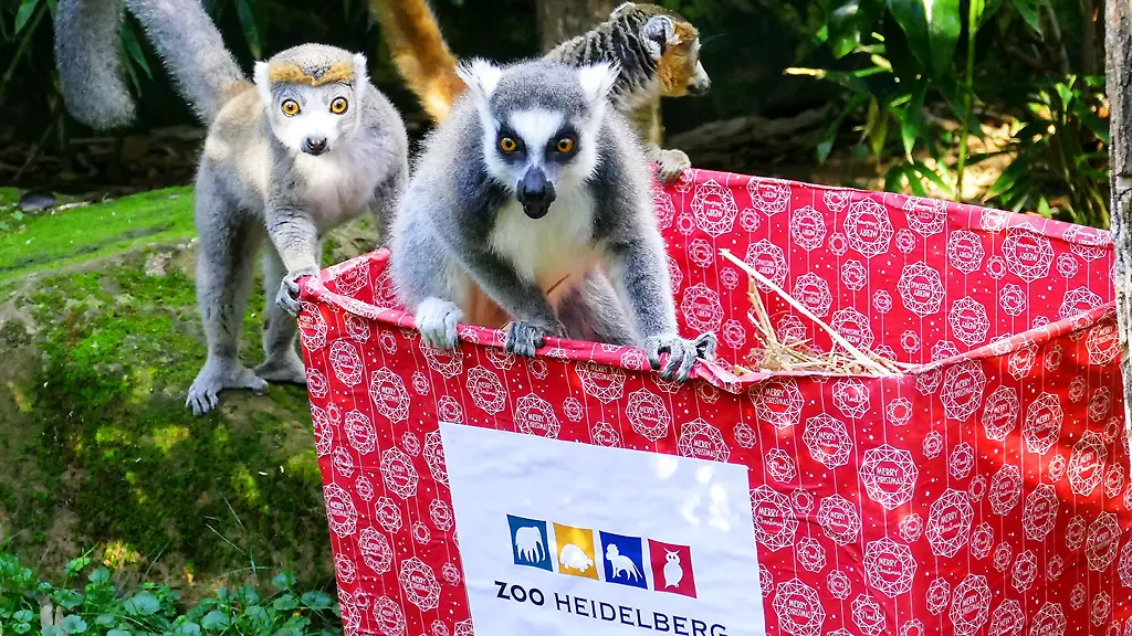 Zwei-Lemuren-im-Zoo-von-Heidelberg