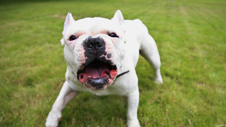 Das Verhalten von Hunden wird von ihren Haltern oft falsch interpretiert. Das kann gefährlich sein.