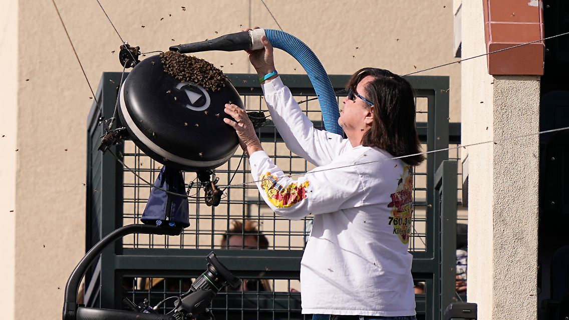 Ein Bienenschwarm hat es auf den Centre Court in Indian Wells abgesehen, ...
