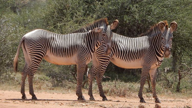 Männliche und weibliche Zebras sind im Schnitt gleich groß. 