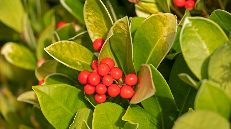 Der Kirschlorbeer oder Prunus laurocerasus, wie er wissenschaftlich heißt, kommt ursprünglich aus Vorderasien. 