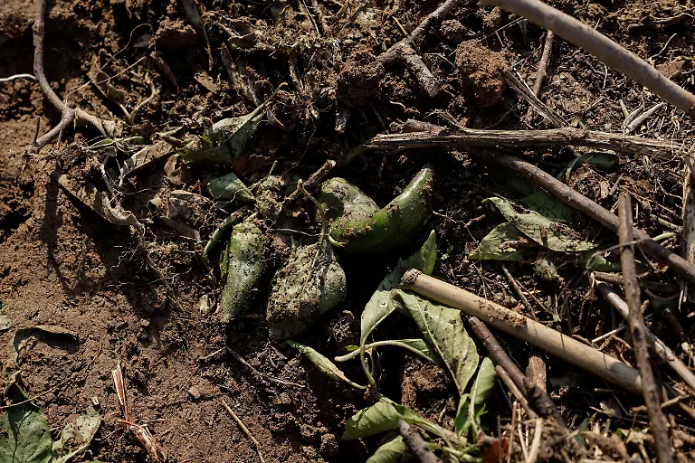 2023-11-21T070651Z-751516202-RC2VM3AO3LPP-RTRMADP-3-CLIMATE-UN-GREECE-WEATHER