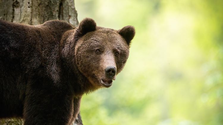 Normalerweise gehen Bären dem Menschen aus dem Weg.