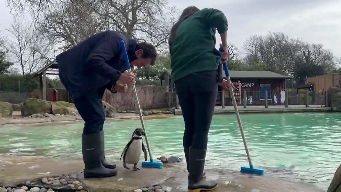 pinguine.JPG