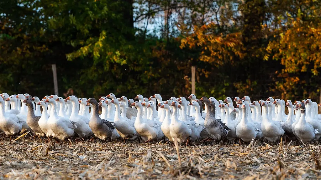 Gaense-gehen-ueber-ein-Stoppelfeld