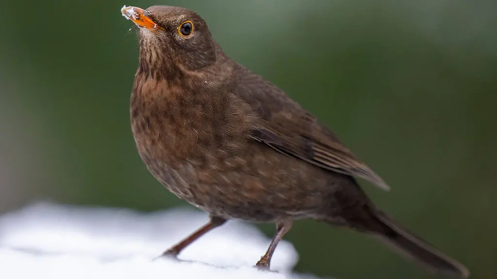 Eine-weibliche-Amsel-sitzt-auf-einem-schneebedeckten-Brueckengelaender-im-Schlosspark-Charlottenburg