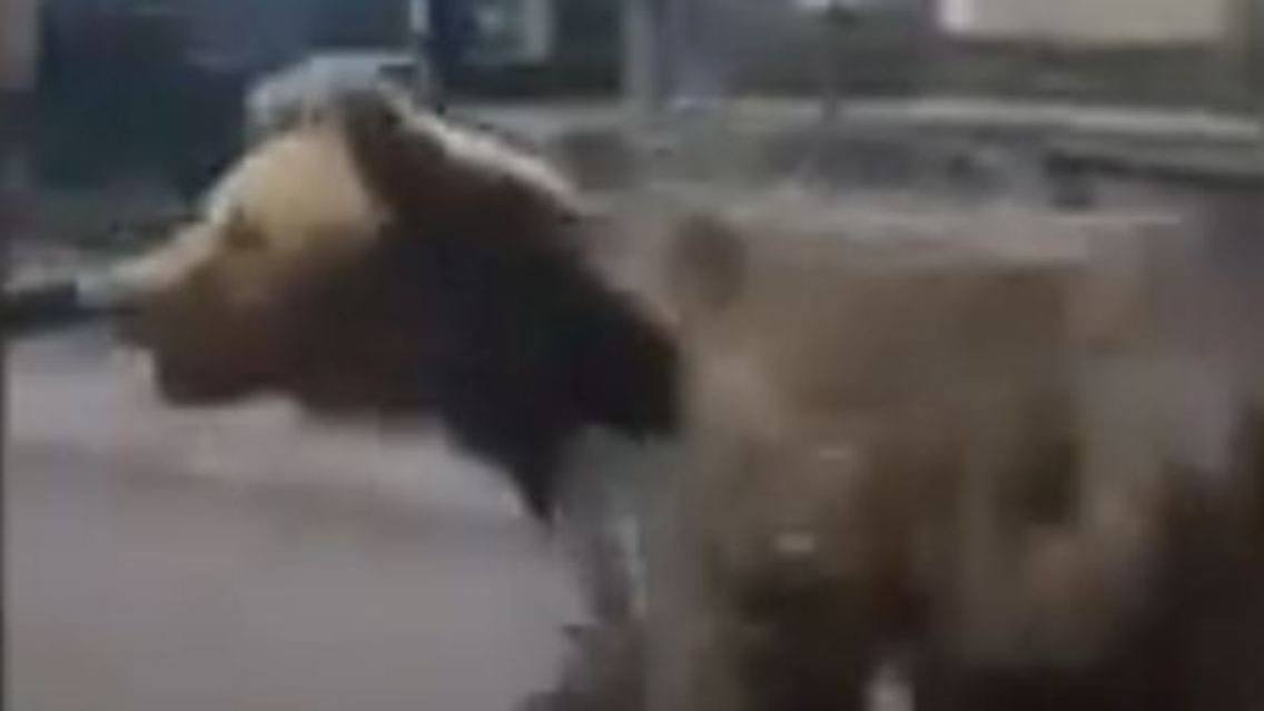 Handy_Bär.JPG