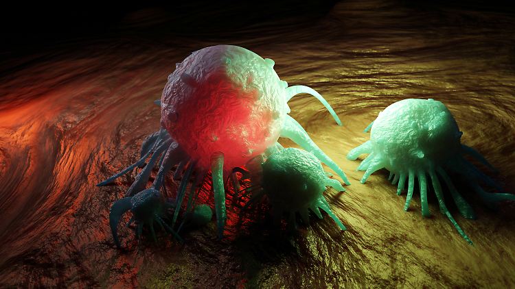 Womöglich könne die Ausschaltung des Laktat-Rezeptors eine therapeutische Strategie für die Behandlung von Krebs-Kachexie sein, sagt das Forschungsteam.
