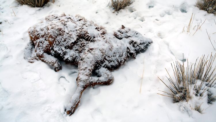 In der Mongolei sind in diesem Winter massenhaft Tiere gestorben, auch weil sie kein Futter mehr gefunden haben.