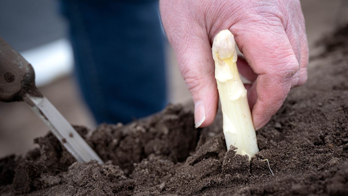... in Niedersachsen haben bereits mit dem Spargelstechen auf beheizten Feldern begonnen, wie hier in Steimbke.