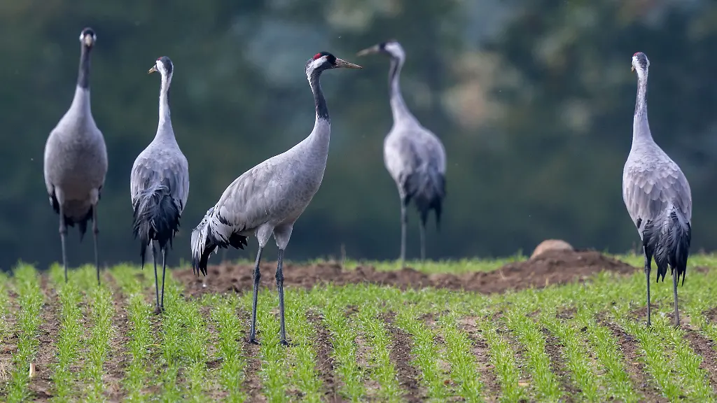 urn-binary-dpa-com-20090101-231120-99-16846-FILED