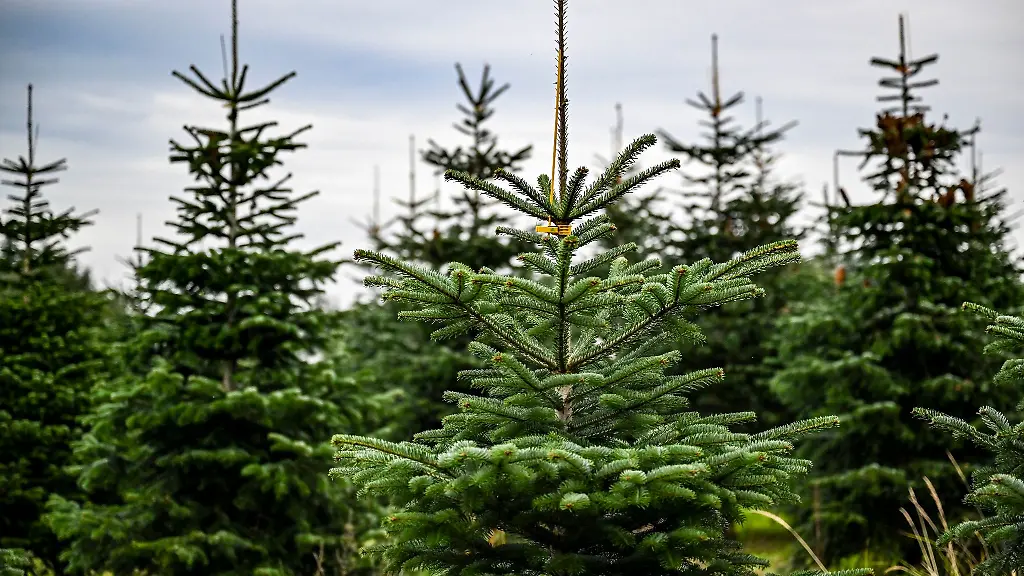 Weihnachtsbaeume-wachsen-auf-einer-Plantage