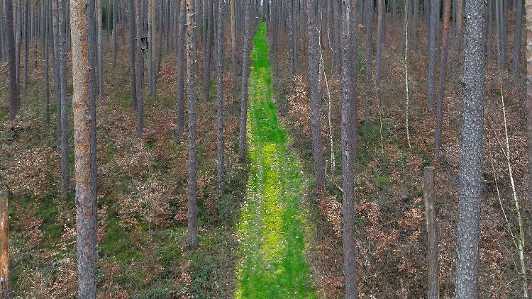 Viele vor wenigen Jahren gepflanzte Buchen im bayerischen Rohr in einem über die nächsten zwei Jahrzehnte absterbenden Kiefernwald: Die Buchen sind die nächste Generation des Waldes. Kiefernwälder, die die Gegend hauptsächlich prägen, haben nach Ansicht von Fachleuten wegen der Klimaerwärmung keine langfristige Überlebenschance.