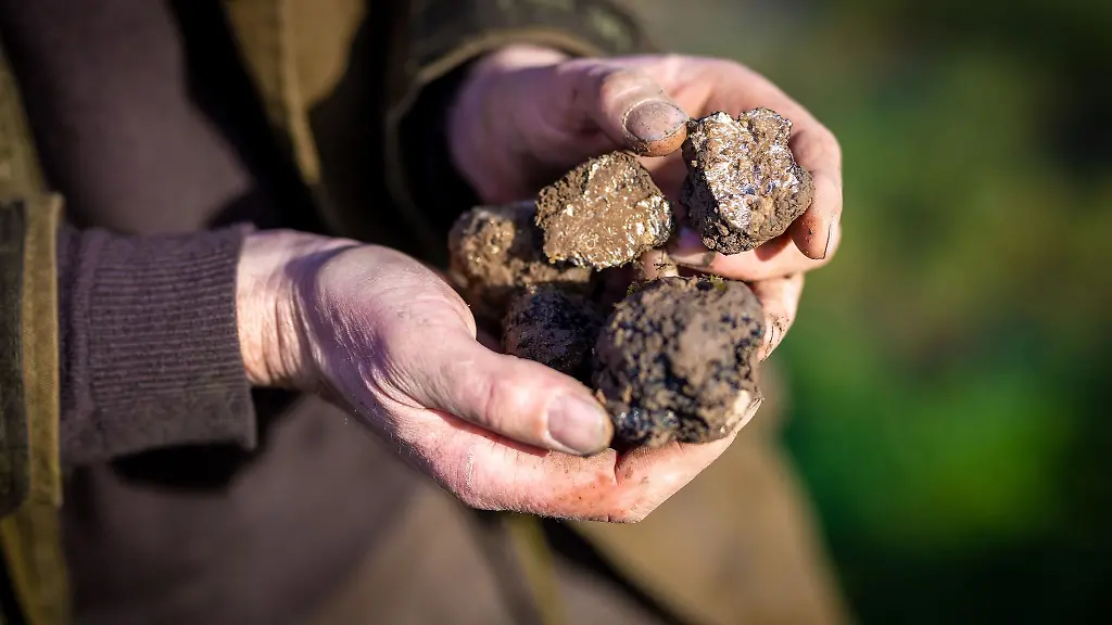 Trueffelbauer-Fabian-Sievers-haelt-auf-seiner-Trueffelplantage-bei-Alfeld-geerntete-Trueffel-in-seinen-Haenden