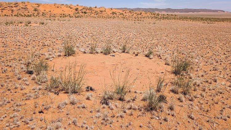 Die Feenkreise in der Wüste Namib können Durchmesser von vier bis acht Metern haben.