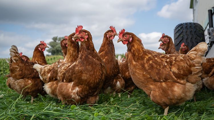 Eier-Produktion im März auf Hochtouren: Die Mehrheit der deutschen Legehennen lebt in Käfig- oder Bodenhaltung.