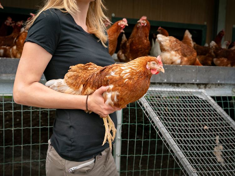 Woher kommt das Frühstücksei? Tageslicht, Auslauf und Futter beeinflussen Legefrequenz und Qualität.