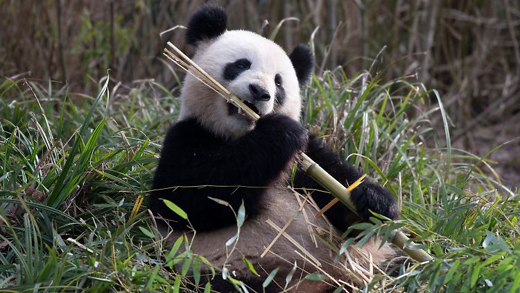 Pandadame Meng Meng brachte 2019 bereits die Zwillinge Pit und Paule zur Welt, die aber bereits nach China umgesiedelt wurden. 