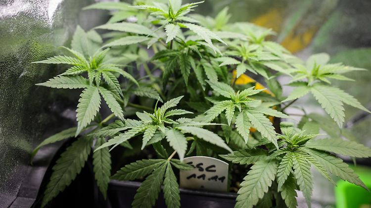 Stehen die Zeichen für das Cannabis-Gesetz auf Grün? Wenn es nach Bundesgesundheitsminister Lauterbach geht, schon. 