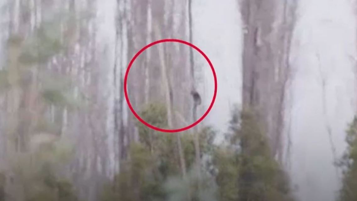 koala.JPG