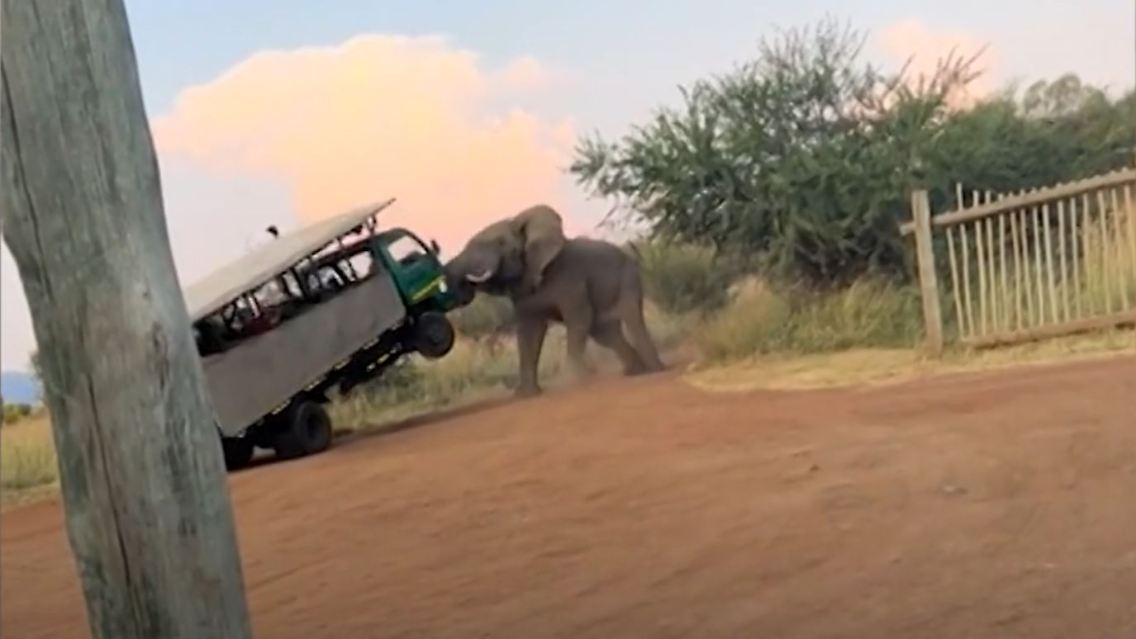 elefant.JPG