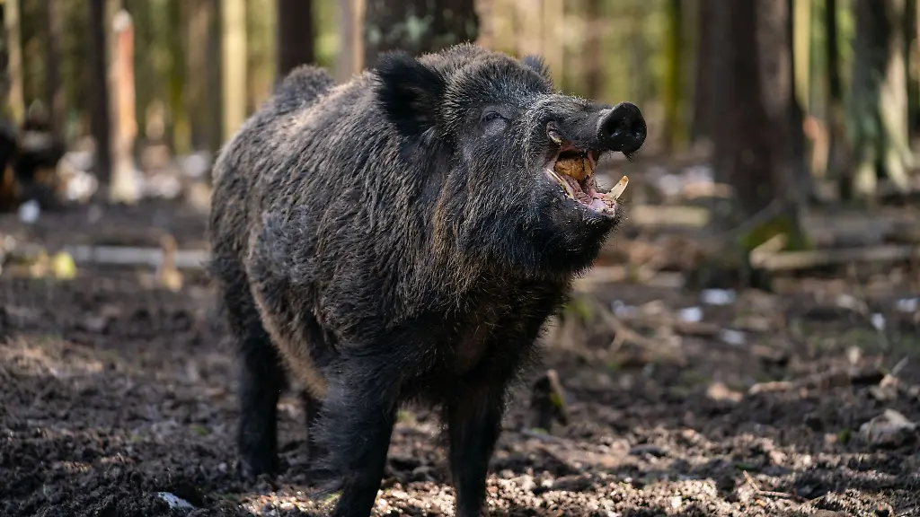 Ein-Schwarzwild-Keiler-steht-in-seinem-Gehege-in-einem-Wildpark