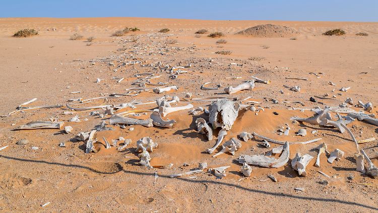 Dürren, verschmutztes Trinkwasser, kein Zugang zu Sanitäreinrichtungen: Der neue Wasserbericht der Vereinten Nationen zeigt ein düsteres Bild der weltweiten Wasserversorgung.