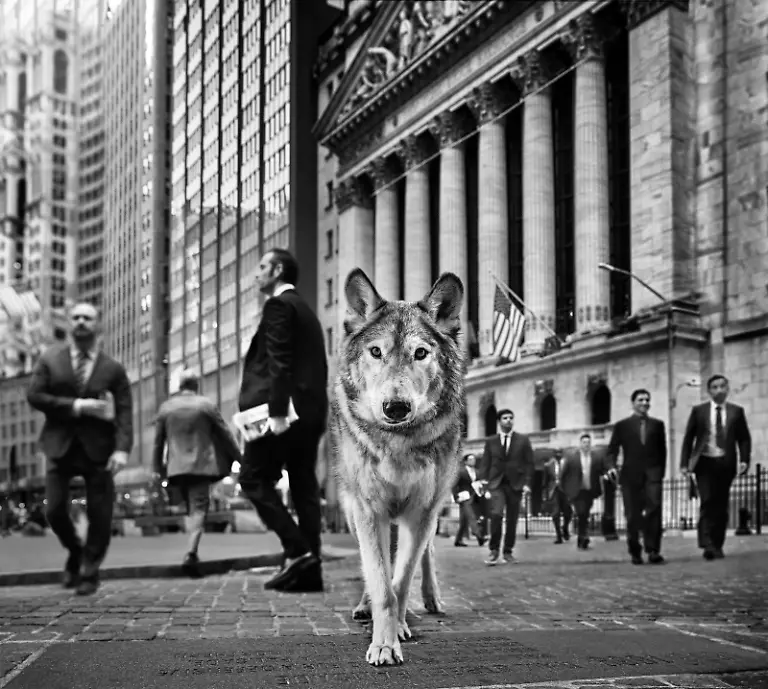 NUR-FUeR-AUSSTELLUNG-Wall-Street-Wolf-David-Yarrow