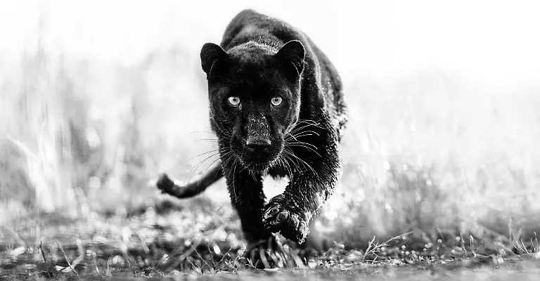 NUR-FUeR-AUSSTELLUNG-T-Challa-Panther-Walk-David-Yarrow