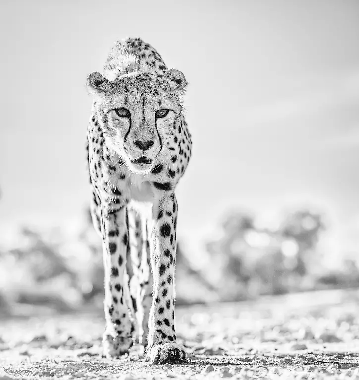 NUR-FUeR-AUSSTELLUNG-Hotlegs-David-Yarrow