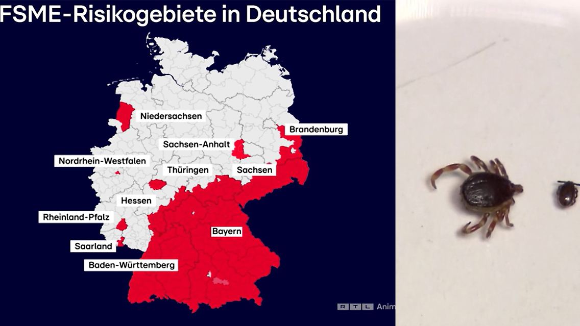 Zecke.jpg