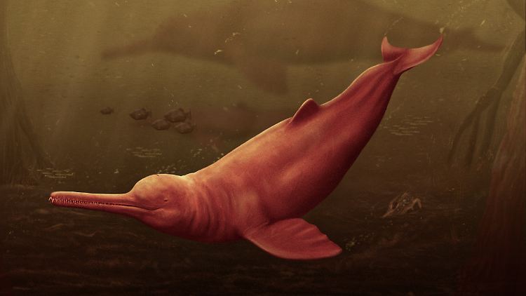Grafische Rekonstruktion des Delfins Pebanista yacuruna in den trüben Gewässern des peruanischen Ur-Amazoniens.