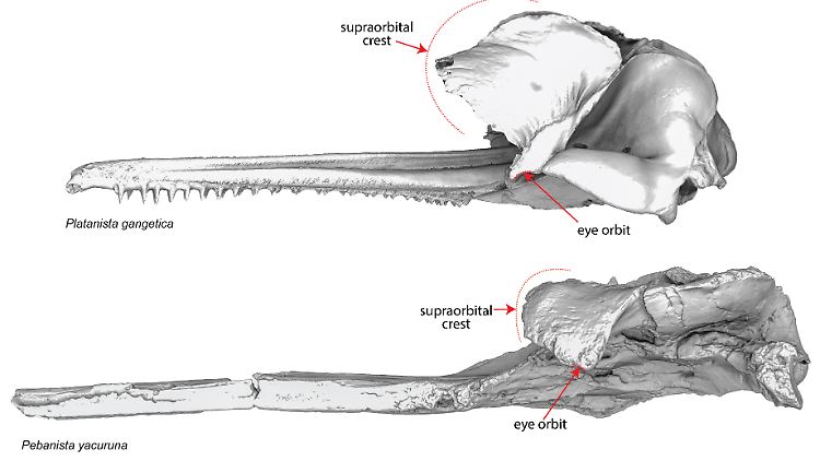 Vergleiche zwischen den wichtigsten Schädelmerkmalen von Platanista gangetica und Pebanista yacuruna, wobei die supraorbitalen Kämme und die Augenhöhle hervorgehoben werden (nicht maßstabsgetreu).